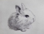 素描入门教程之素描动物兔子
