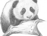 素描动物教程: 教你如何画这憨厚的胖熊猫!