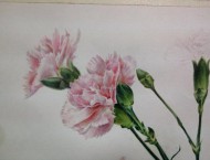 春节送福利系列送你康乃馨的绘画1