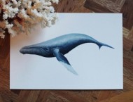 可爱的鲸鱼水彩画教学