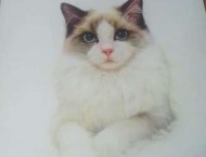 彩铅画入门教程之可爱的布偶猫