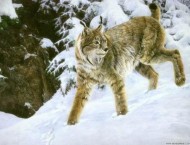 油画-绘画野生动物的画法详解