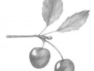 素描简单的樱桃