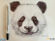 圆珠笔画个熊猫步骤