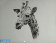 素描画手绘长颈鹿