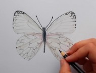 彩铅画一只漂亮的蝴蝶