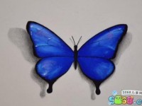 彩铅画基础教程—超写实蝴蝶