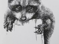 中性笔画一只小浣熊