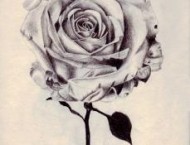 素描教程 如何画一个简单的玫瑰