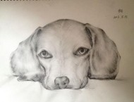 素描:3分钟教你画一只狗，超简单！