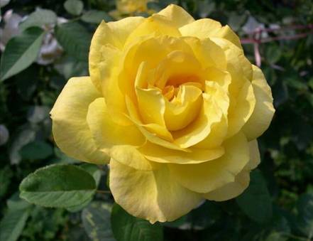 彩铅手绘粉红玫瑰